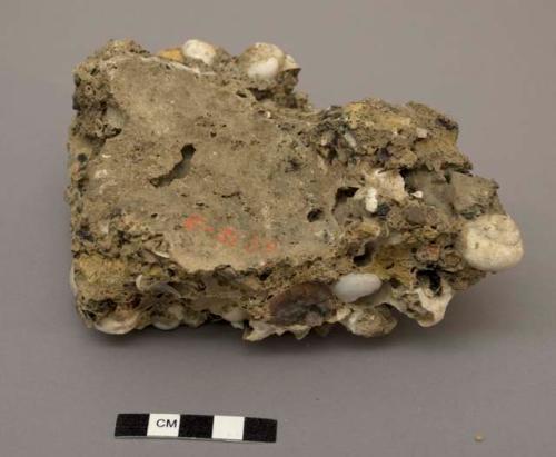 Breccia containing shells and bones