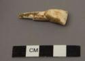 Teeth of horses & fragment of jaw