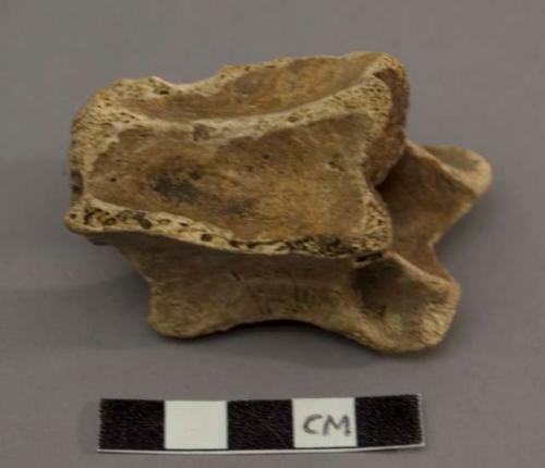 Vertebrae of deer