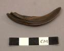 Small curved pointed tool (from tusk of boar?)