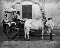 Indian carriage and pair