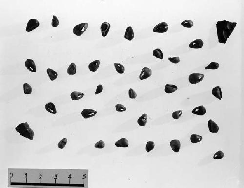 Perforated marginella shells