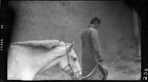 Man walks in front of horse