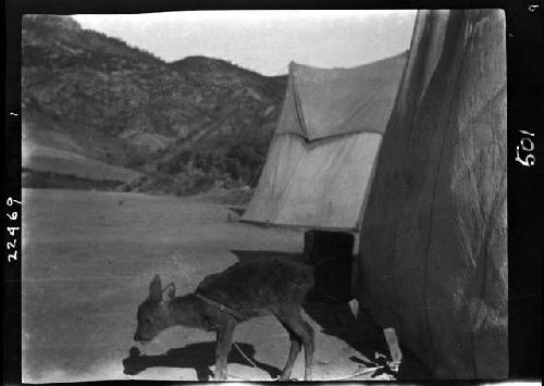 Animal outside tent