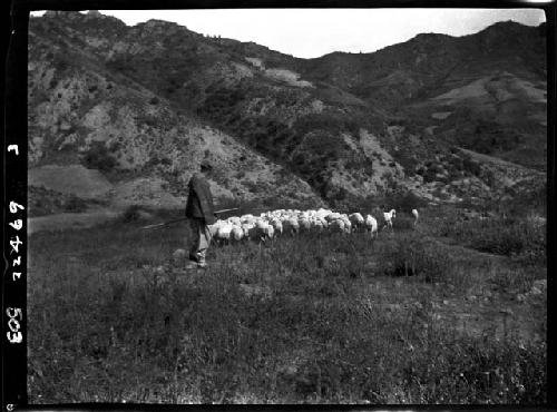 Man herds animals through field