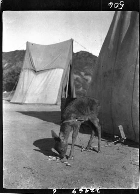 Animal outside tent