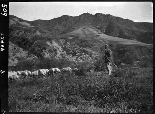 Man herds sheep through field