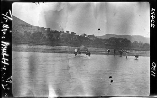 People, animals, carts, walking through shallow water