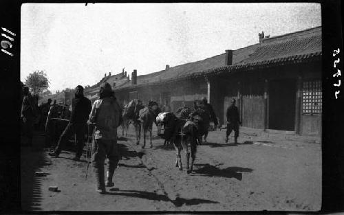 People and animals walking down street