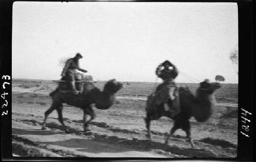 People riding camels