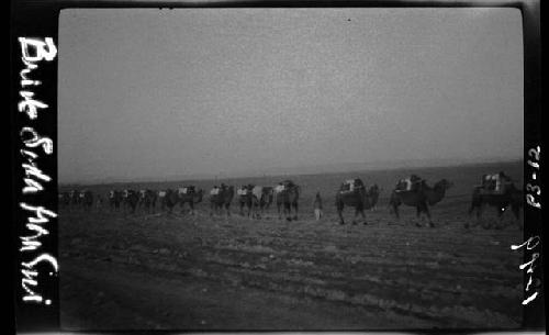 Camels loaded with cargo walking in line