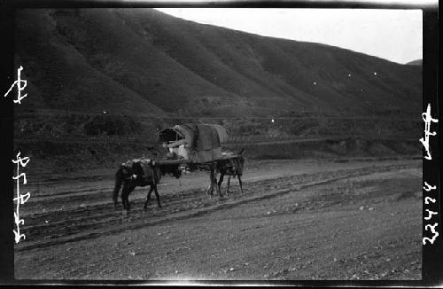 Horses carrying load