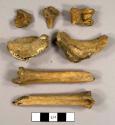 Faunal remains, possible femur and vertibrae