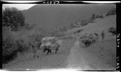 People lead animals carrying cargo