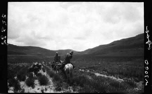 People riding horses