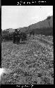 People and horses on road