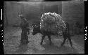 Animal carrying hay/straw