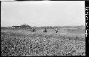 Field, with people traveling on road beyond