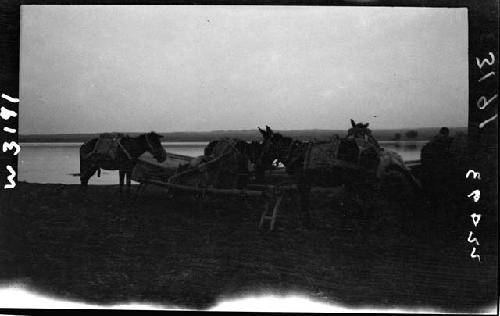 Horses and boat on beach