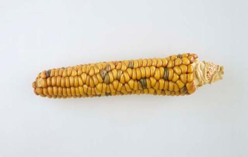 Ear of corn, mixed