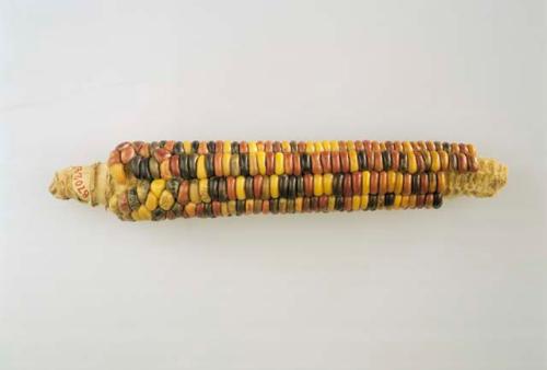 Ear of corn, 'Sioux'