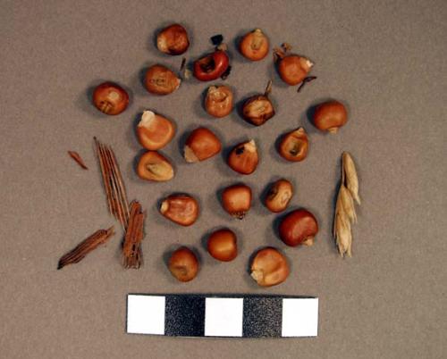 Floral remains, corn kernels and floral remain fragments