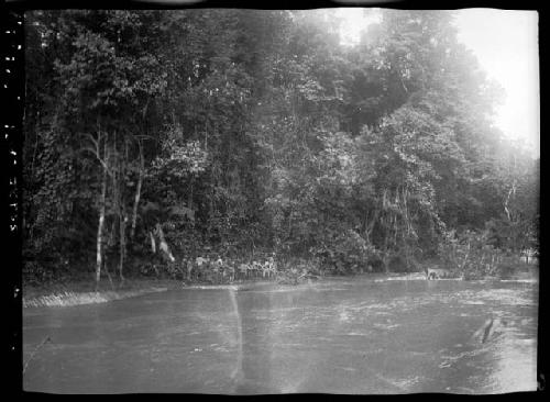 Trees and river