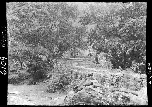 Stairs leading up path through trees