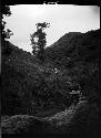 Animal with load walking up mountain road