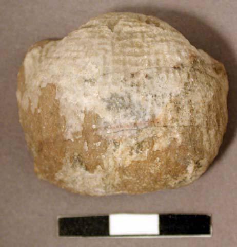 Stone, fossil of bivalve shell