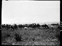 Animals carrying cargo, grazing