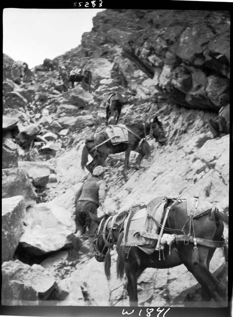 People and animals on mountain road