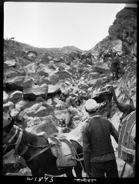 People and animals travel up mountain