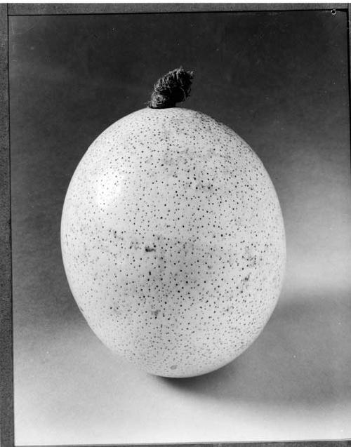 Water container (ostrich egg). Kalahari Desert. Ju-wasi (Kung?)