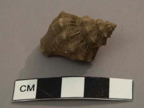 Shell - Thais Kiosquiformis