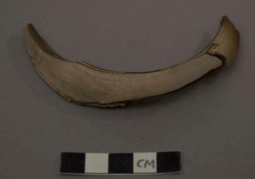 Teeth and tusk of hog