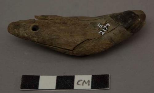 Perforated tooth, bear