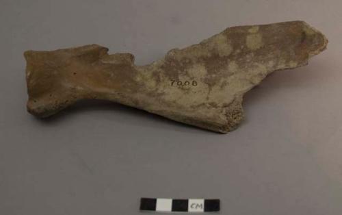 Pig scapula fragment