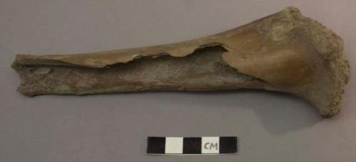 Thigh bone of animal split; Juvenile bovid femur