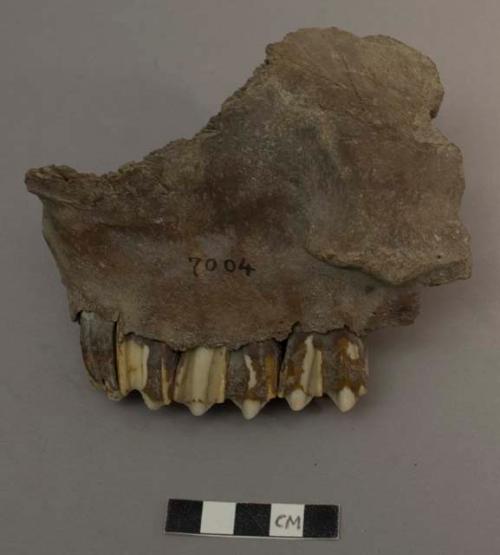 Fragment of upper jaw of ox; Maxilla fragment from bovid