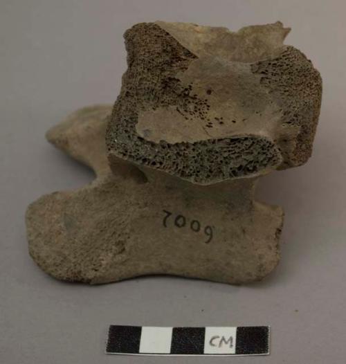 Cervical vertebra, bovid