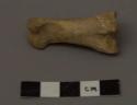 Animal bones and fragments (fallow deer)