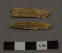 Bone fragment (horse tooth?)