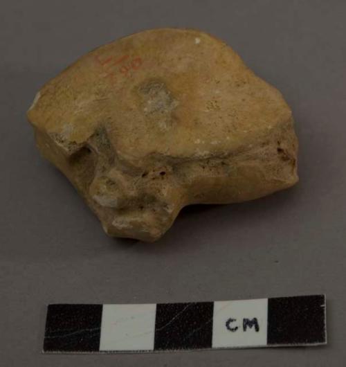 Ox or bison metacarpal