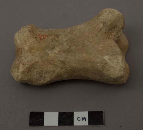 Animal bone (horse)