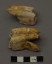 Animal teeth (ox)