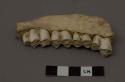 Animal teeth (reindeer or woodland caribou); 3 maxillaries, 3 specs. of...