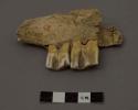 Animal tooth (ox or bison), second & third premolars & part of first molar.  Low