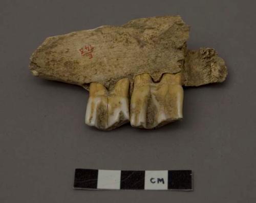 Animal tooth (ox or bison), second & third premolars & part of first molar.  Low