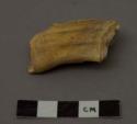 Animal tooth (horse) last lower molar